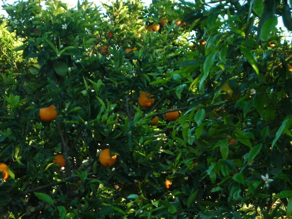 Tenuta Litta - Masseria Lizza Bed & Breakfast Lecce 0*,